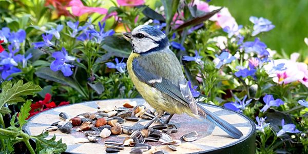 Backyard Birding