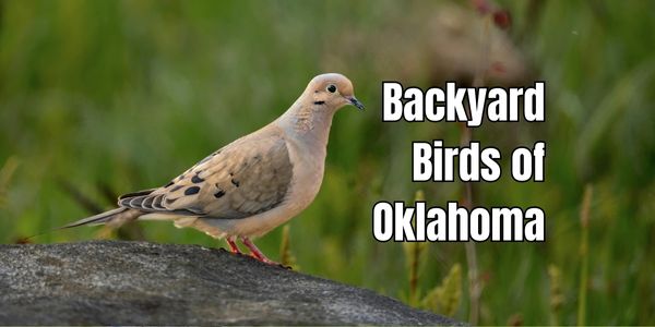 Backyard Birds of Oklahoma