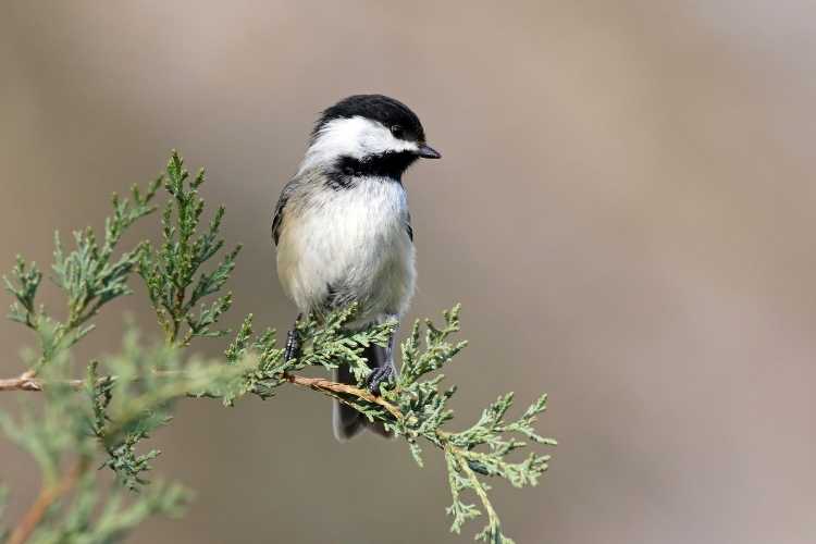 Idaho Backyard Birds